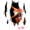 SQUIRREL SAY HELLO