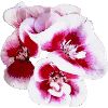 Pink Flowers