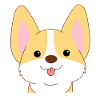 sweet corgi