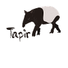tapir