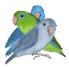 Three parrot parrots