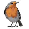 Rotkehlchen