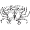crabe