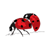 Ladybird - Ladybird
