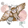 Barn owl in the attack