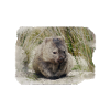 WOMBAT - Australia
