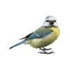 Bird Blue