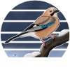 jz.birds jay bird illustration