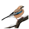 jz.birds jay bird illustration