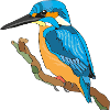 Kingfisher, Kingfisher