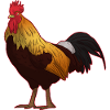 Rooster chicken hen