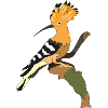 Hoopoe