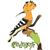 hoopoe