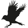Crow, raven