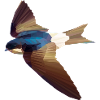 Mehlschwalbe
