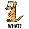 suricates