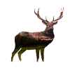 DOLOMITE DEER
