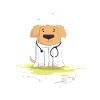 Je suis dogtor