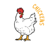 chicken