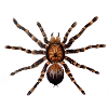 Spinne