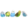 budgies