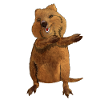 Quokka Kurzschwanzkänguru Dabbing