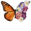 Butterfly Flowers