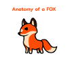 Anatomie d'un renard