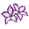 fleurs blanches