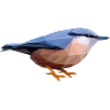 nuthatch