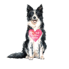 Amour de Border Collie