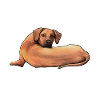 Rhodesian Ridgeback