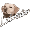 Labrador retriever
