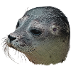 Seal portrait close-up