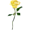 Rose abstract yellow