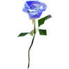 Rose abstract blue