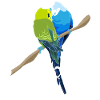 budgerigar
