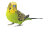 budgerigar