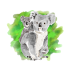 Koala bear