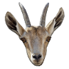 Goat Head Gift Goat