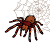 tarantula