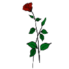 Rose flower art t-shirt