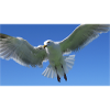 Gull