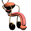 Biological gender