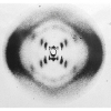 DNA double helix