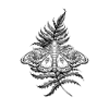 moth