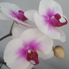 Orchidee