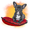 Frenchie cushion