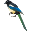 magpie