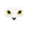 black cat - Purebred cat